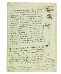 Codex on the Flight of Birds, Folio 8 Verso